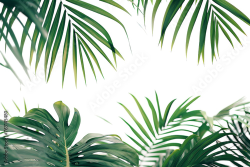 Close Up of Palm Tree Leaves © Cool Free Games