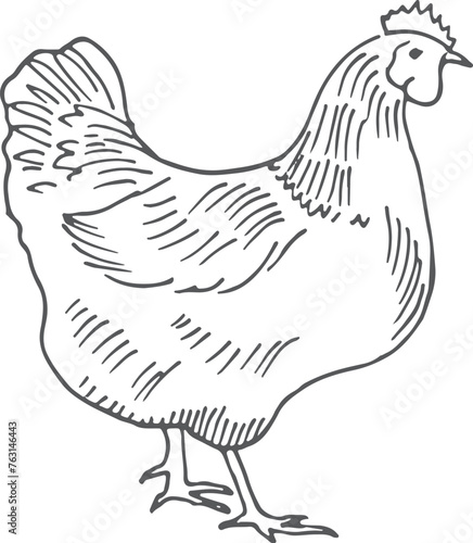 Hen sketch. Chicken drawing. Farm domestic poultry