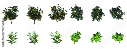 Collection Of Plant Top and Front View - Bundle Collection Of Green Plant And Tree PNG