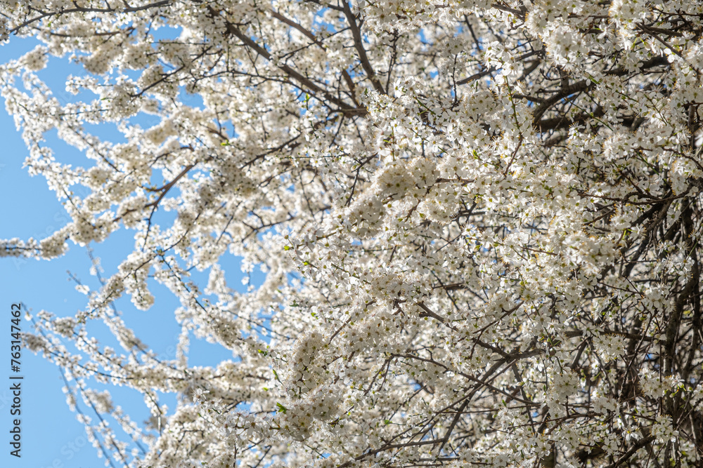 Spring with Blooming flowers on tree branches Spring with Blooming flowers on tree branches