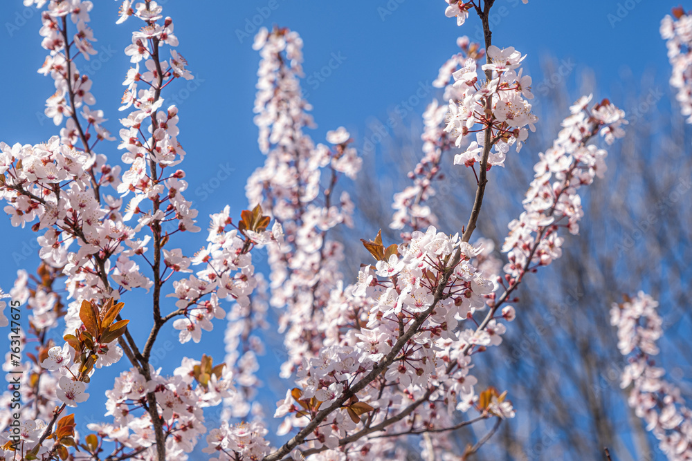 Spring with Blooming flowers on tree branches