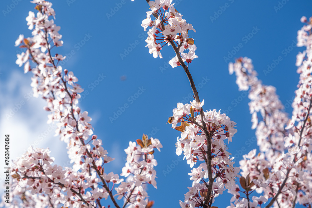 Spring with Blooming flowers on tree branches Spring with Blooming flowers on tree branches
