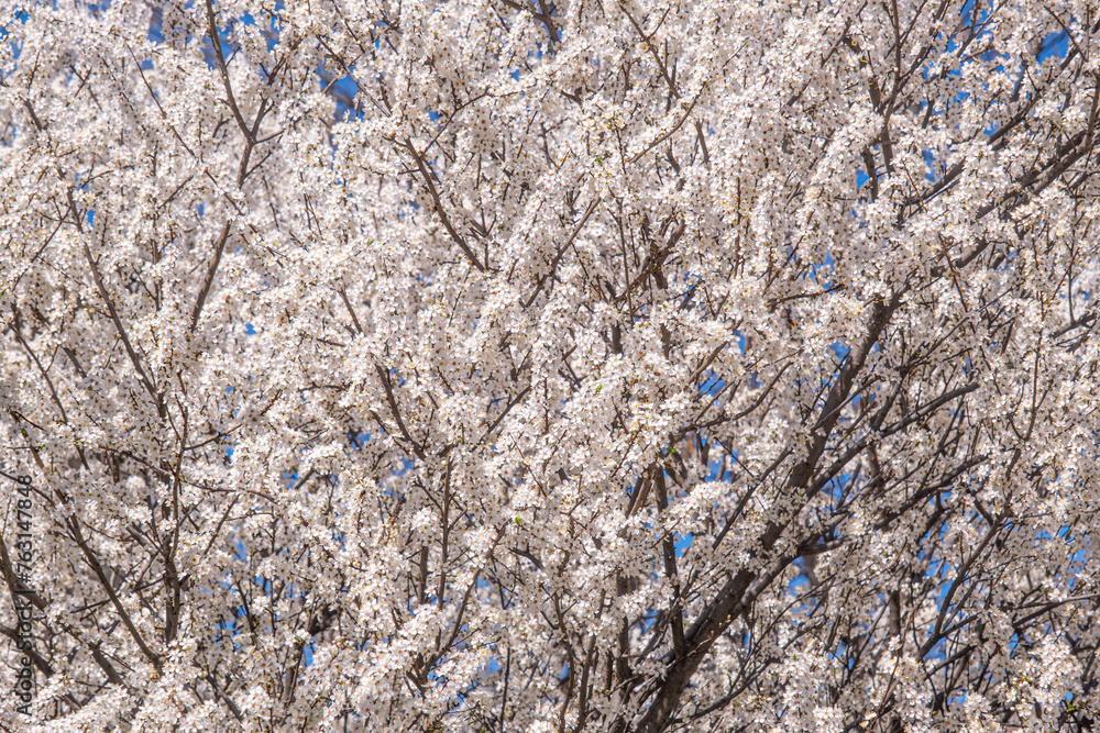 Spring with Blooming flowers on tree branches Spring with Blooming flowers on tree branches