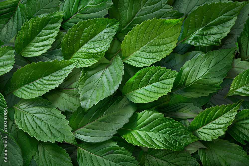 A close up of green leaves with some water droplets on them A close up of green leaves with some water droplets on them