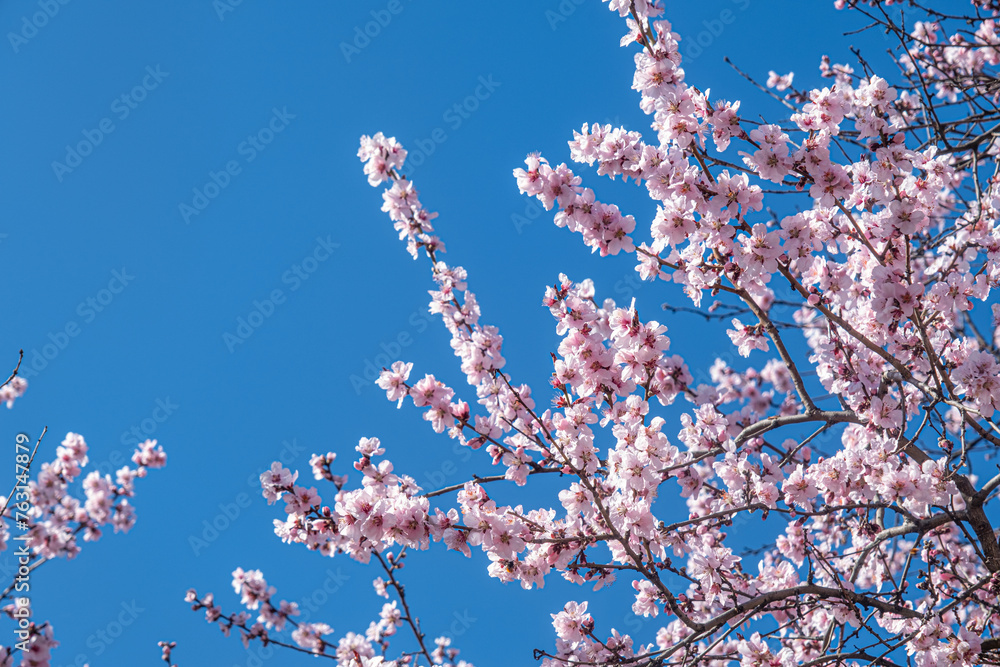 Spring with Blooming flowers on tree branches Spring with Blooming flowers on tree branches