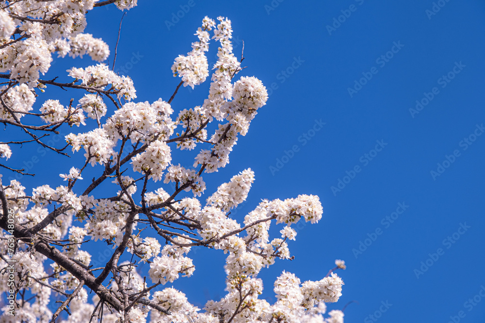 Spring with Blooming flowers on tree branches