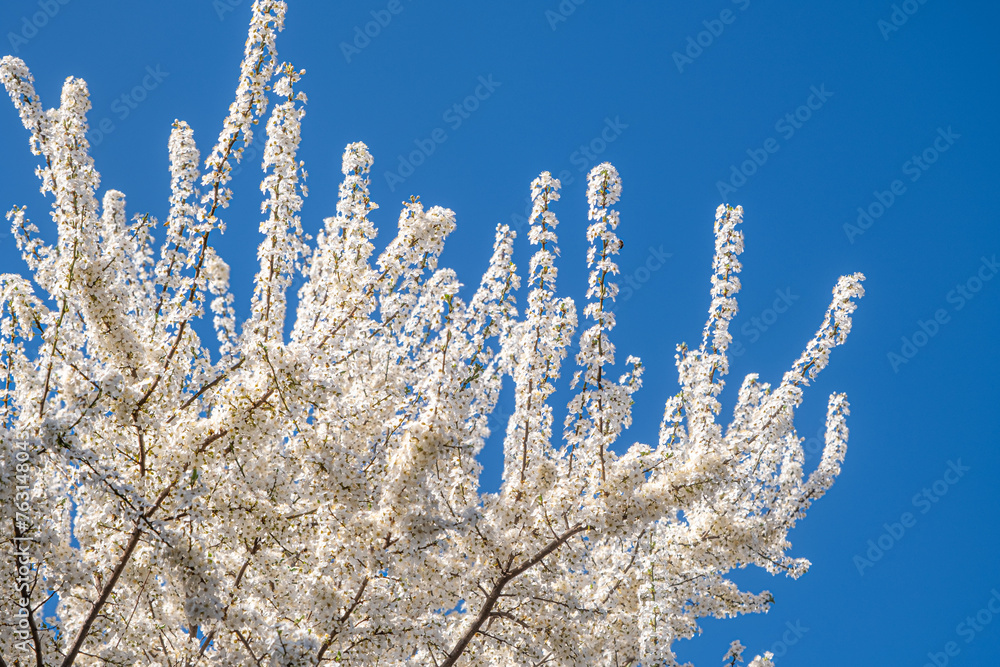 Spring with Blooming flowers on tree branches Spring with Blooming flowers on tree branches