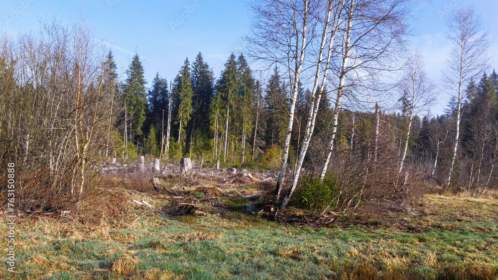Moorland in black forest 