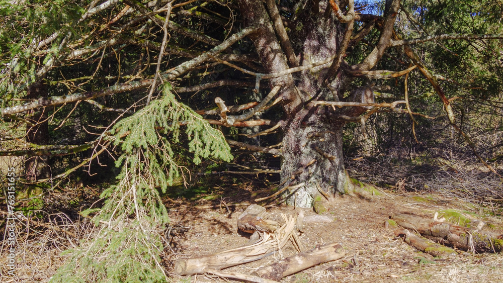 Old gnarled tree in the moorland forest Old gnarled tree in the moorland forest
