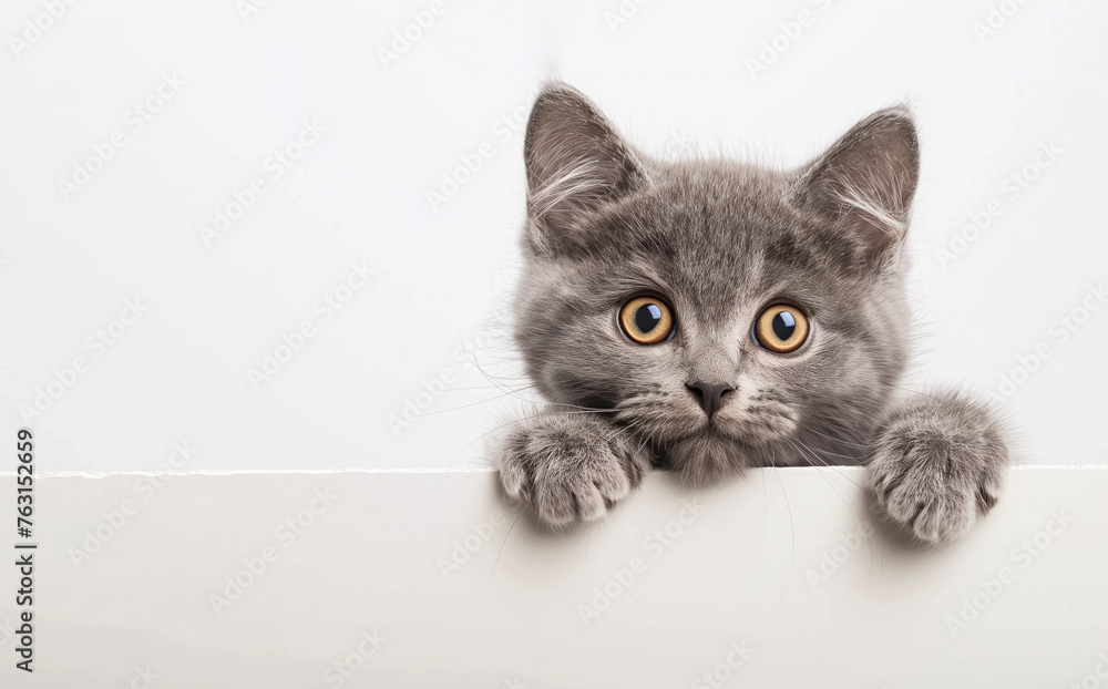 A grey cat with yellow eyes is looking at the camera