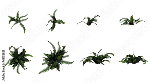 Collection Of Front And Top View Plant - Closeup View Green Plant PNG © Zamal