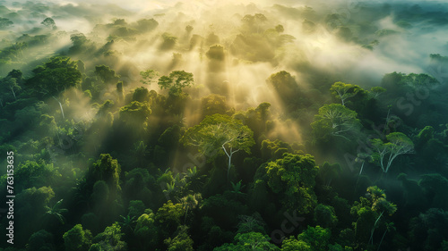 A lush green forest with trees and a foggy mist