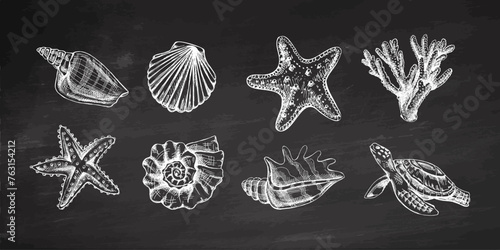 Seashells, starfish, coral, sea turtle, scallop, nautilus mollusc vector set. Hand-drawn sketch illustration. Collection of realistic sketches of various ocean creatures isolated on chalkboard 