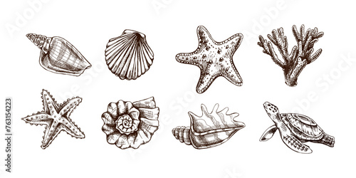 Seashells, starfish, coral, sea turtle, scallop, nautilus mollusc vector set. Hand-drawn sketch illustration. Collection of realistic sketches of various ocean creatures isolated on white background.