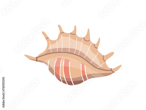 Sea shells vector illustration, mollusks. Flat illustration of seashell on white background. Ocean element for stickers.