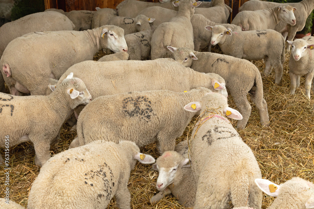 Flock of Sheep in Enclosure at Animal Farm Flock of Sheep in Enclosure at Animal Farm