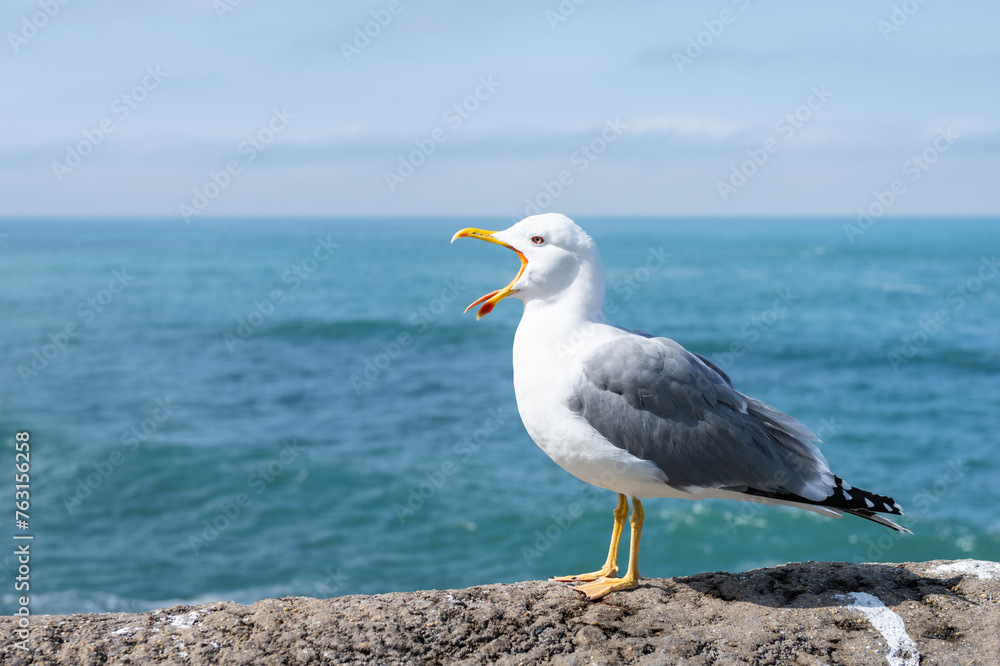 Seagull with grey and white feathers opening its beak and standing in front of the ocean. Biarritz, France. Seagull with grey and white feathers opening its beak and standing in front of the ocean. Biarritz, France.