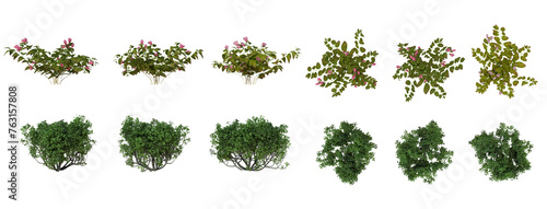 Set Of Plants Front And Top View Closeup Transparent Background