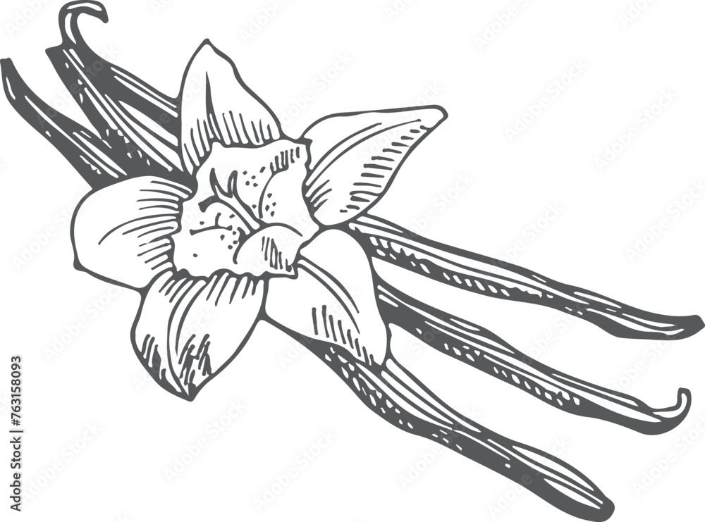 Obraz premium Vanilla spice sketch. Natural aroma plant with flower