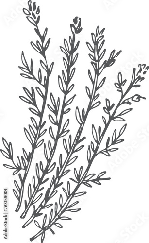 Thyme sketch. Hand drawn herb. Botanical illustration