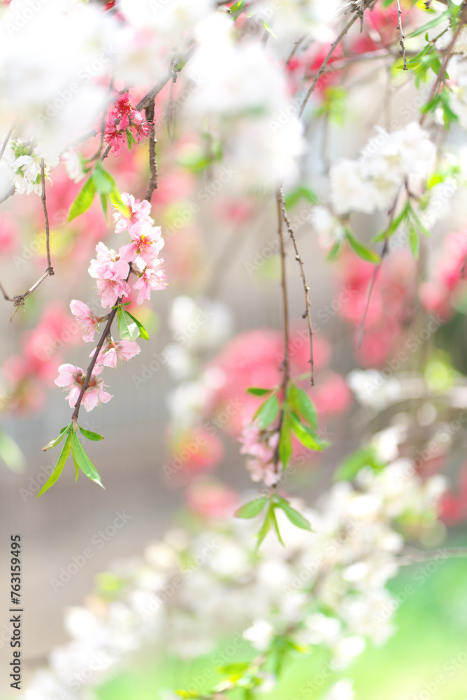 桃の花(源平咲き)