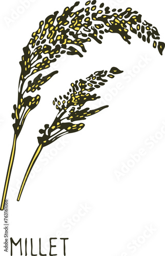 Millet plant color sketch. Grain ear plant
