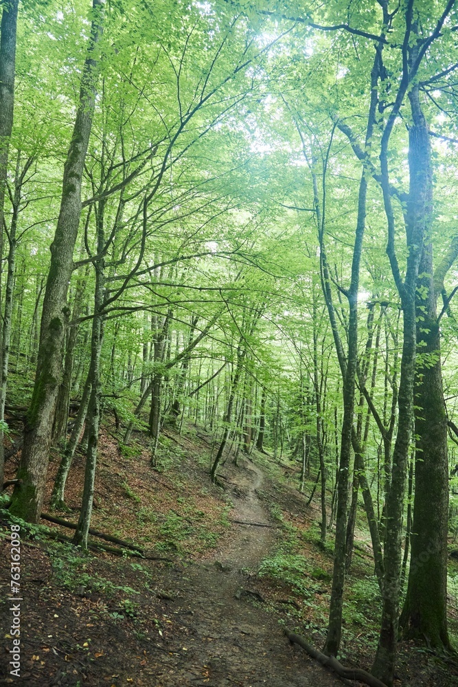 Fototapeta premium Beautiful natural landscape. The forest thicket since the summer season.