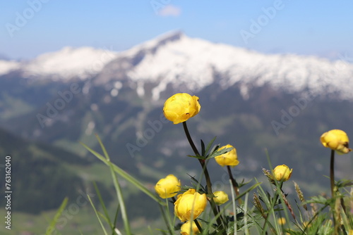 gelbe Trollblumen