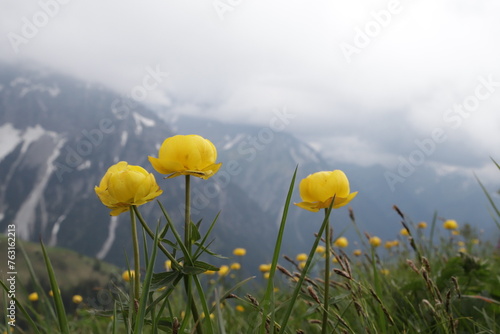 Trollblumen
