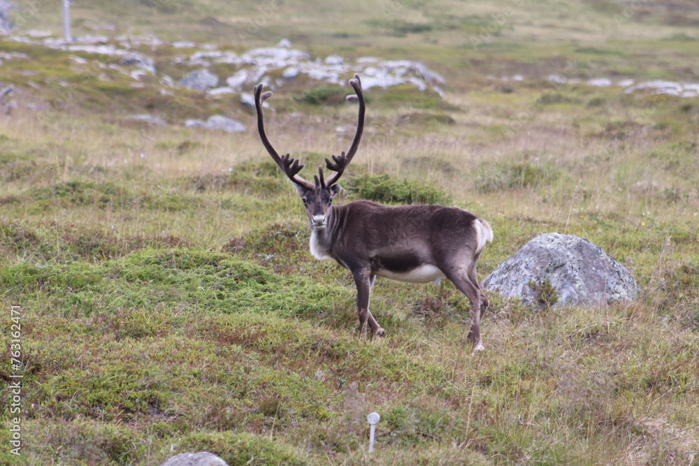 Fototapeta premium Caribou in the wild