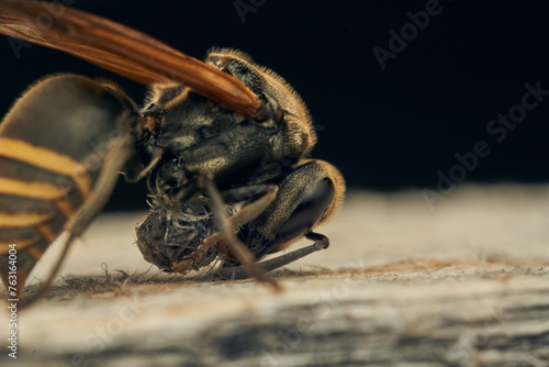 A wasp collecting wood for its diaper.