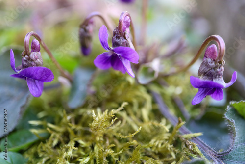 Purple Wild Violets In The Field