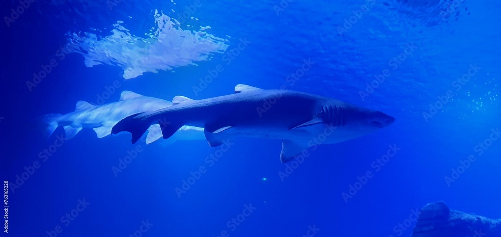 Obraz premium Shark in the aquarium. White shark underwater close-up. Oceanarium in Valencia in Spain. Diving with sharks at the aquarium. Dangerous predator shark.