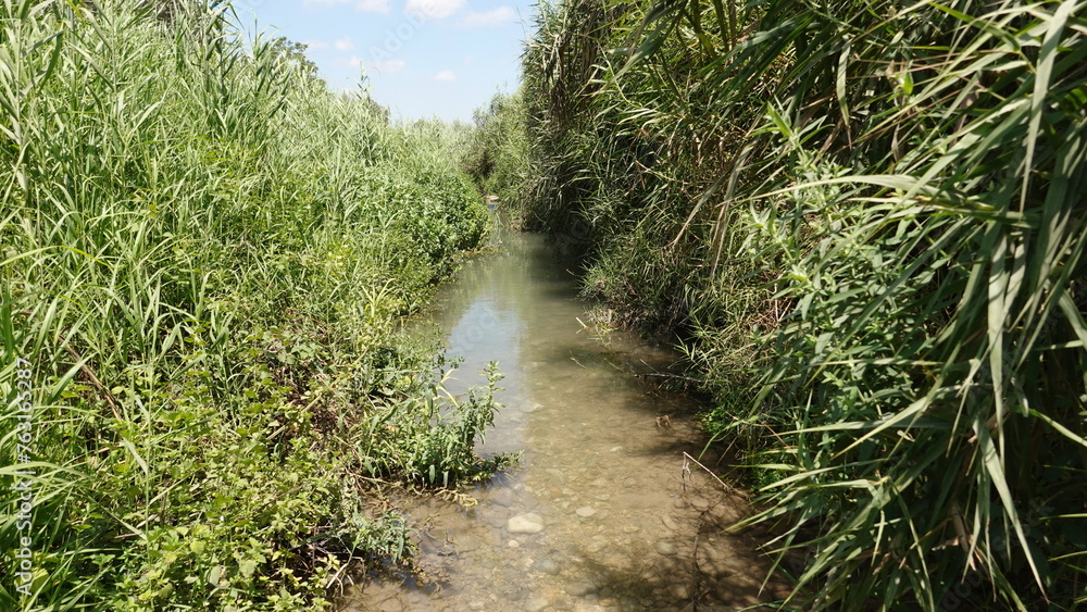 Serene Stream Through Lush Reeds, Peaceful Waterway Enclosed By Green Vegetation Serene Stream Through Lush Reeds, Peaceful Waterway Enclosed By Green Vegetation
