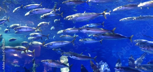 Photography A school of fish swims underwater