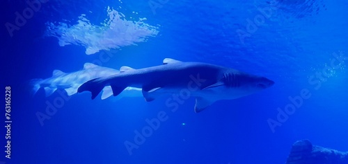 Shark in the aquarium. White shark underwater close-up. Oceanarium in Valencia in Spain. Diving with sharks at the aquarium. Dangerous predator shark.