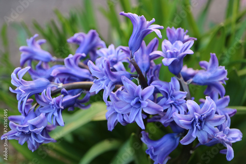 Blue Hyacinth With Soft Petals
