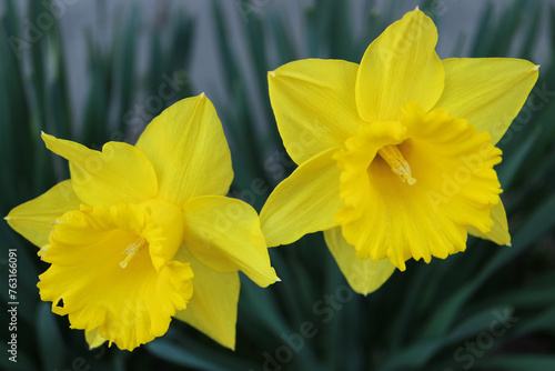 Twoo Yellow Daffodils