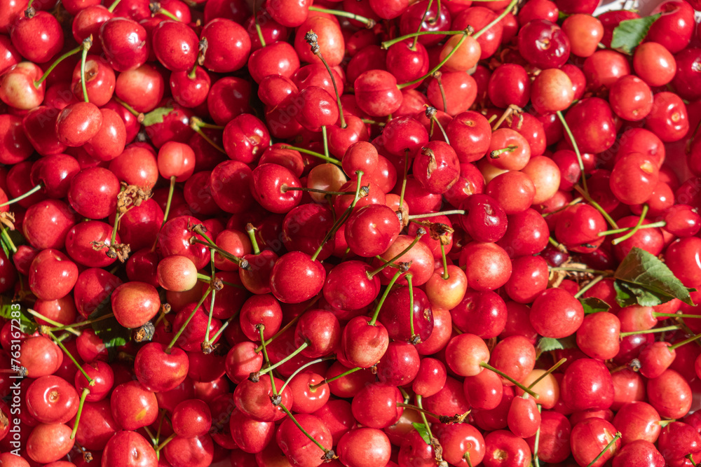 Selective focus of sweet cherries. Red fruits rich in vitamins and healthy. Cherry picking Selective focus of sweet cherries. Red fruits rich in vitamins and healthy. Cherry picking