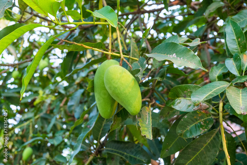Close up of Fresh green Mangoes hanging on the mango tree in tropical fruits garden in Thailand,Agricultural industry concept,Summer fruit garden orchard or little forest.
