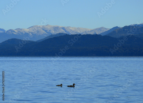 Patos en medio de un lago en Bariloche 