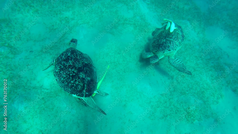 Two Slow Turtles Skirmish between two large male Sea Turtles on seabed, Top view, Slow ...
