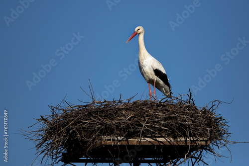 white stork in the nest