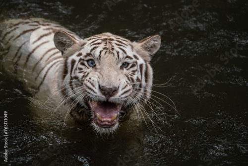 Close up image of White Tiger face isloated on jungle background