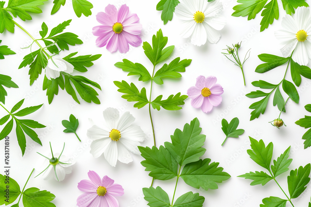 Botanical background. Green leaves and daisy flower composition on a white background