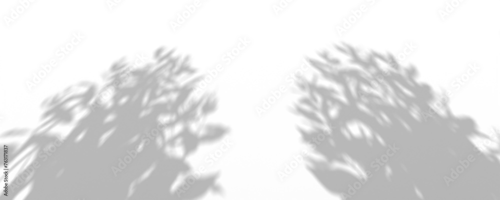 Obraz premium Abstract tree leaf shadows on a white background