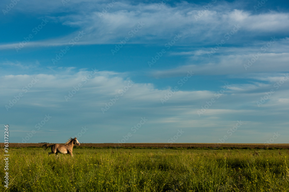 Horses in the Argentine coutryside, La Pampa province, Patagonia, Argentina. Horses in the Argentine coutryside, La Pampa province, Patagonia, Argentina.