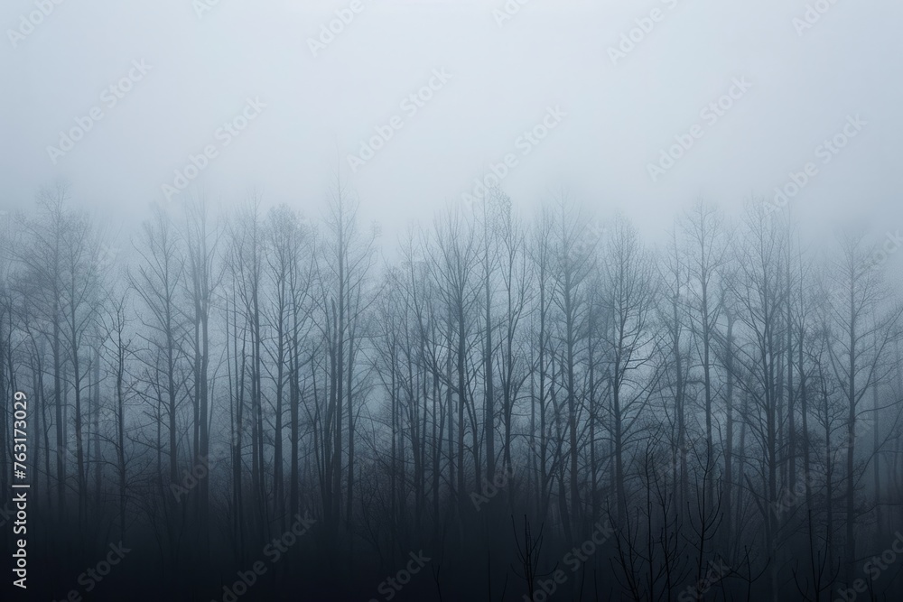 A foggy forest with dense trees creating a mysterious and spooky atmosphere