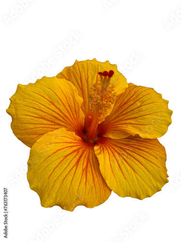 flor amarilla y roja de hibiscus