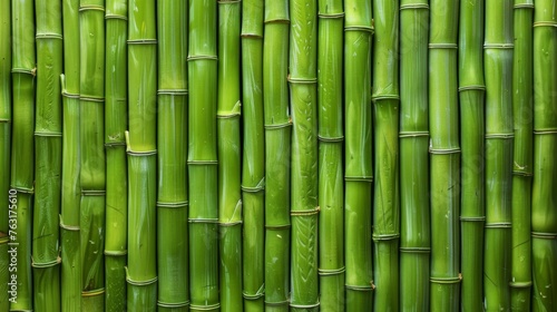 Fresh green bamboo grove texture background closeup